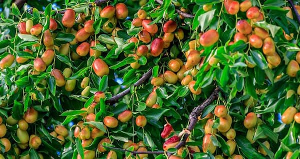 تصویر 4 از خرید و فروش عناب ژاپنی اصیل با شرایط فوق العاده